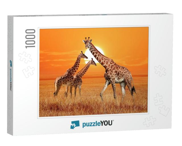 Group of Wild Giraffes in the African Savannah. Wildlife... Jigsaw Puzzle with 1000 pieces