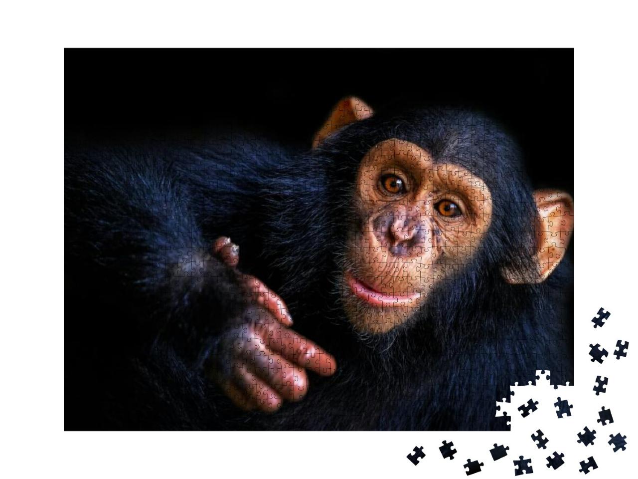 Chimpanzee... Jigsaw Puzzle with 1000 pieces