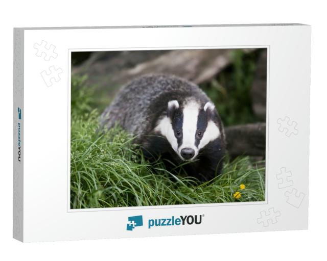 The European Badger Also Called Eurasian Badger & is or W... Jigsaw Puzzle