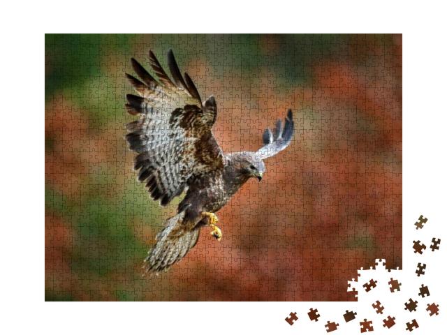 Autumn Wildlife, Bird of Prey Common Buzzard, Buteo Buteo... Jigsaw Puzzle with 1000 pieces