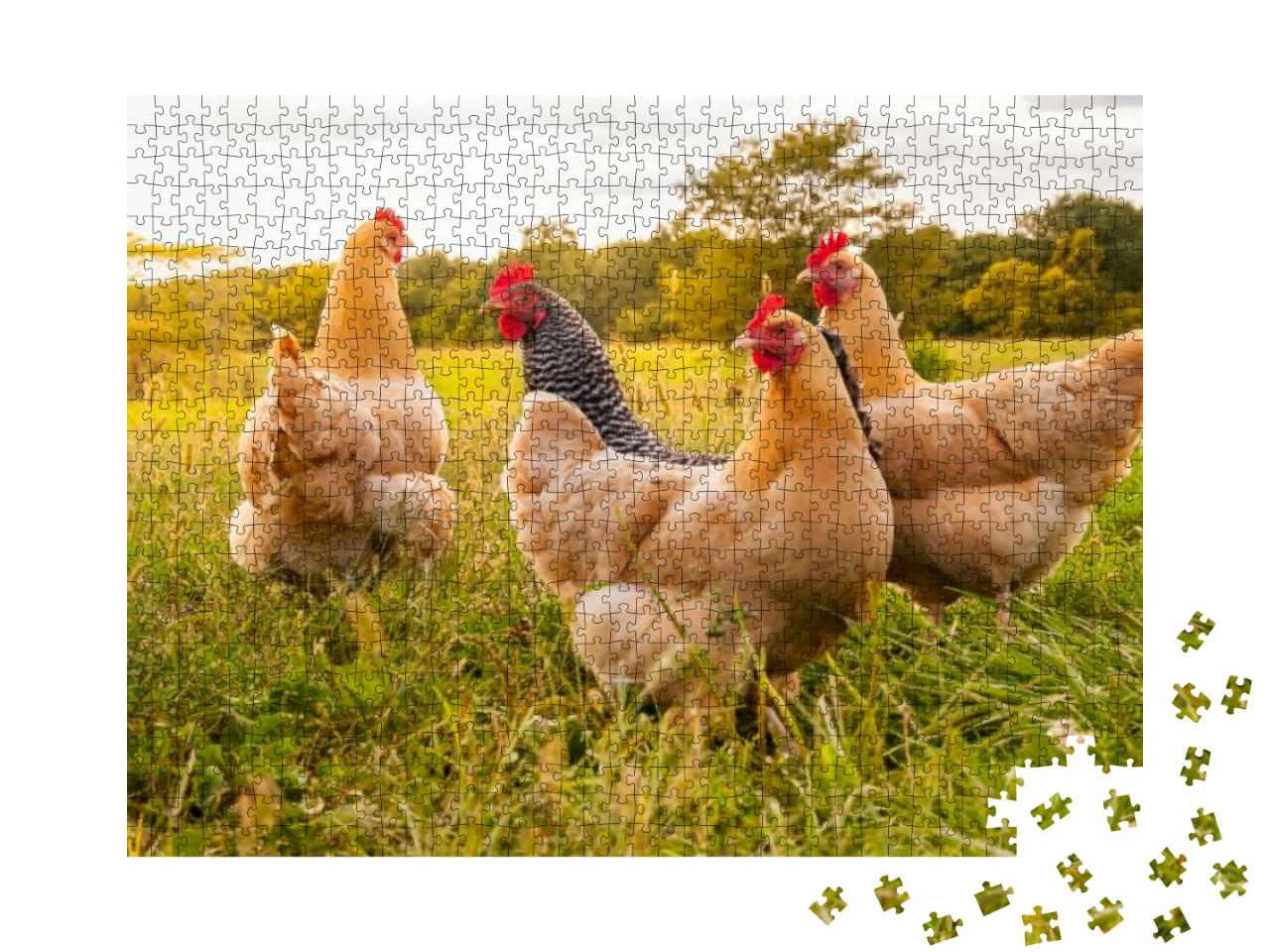 A Chicken Sunset... Jigsaw Puzzle with 1000 pieces