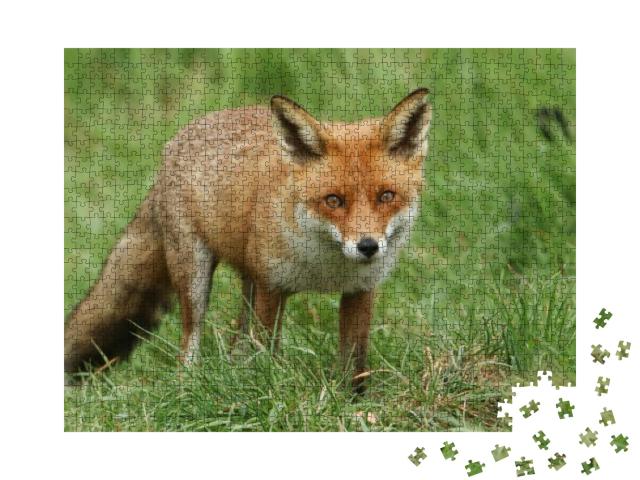 A Magnificent Wild Red Fox Vulpes Vulpes Hunting for Food... Jigsaw Puzzle with 1000 pieces
