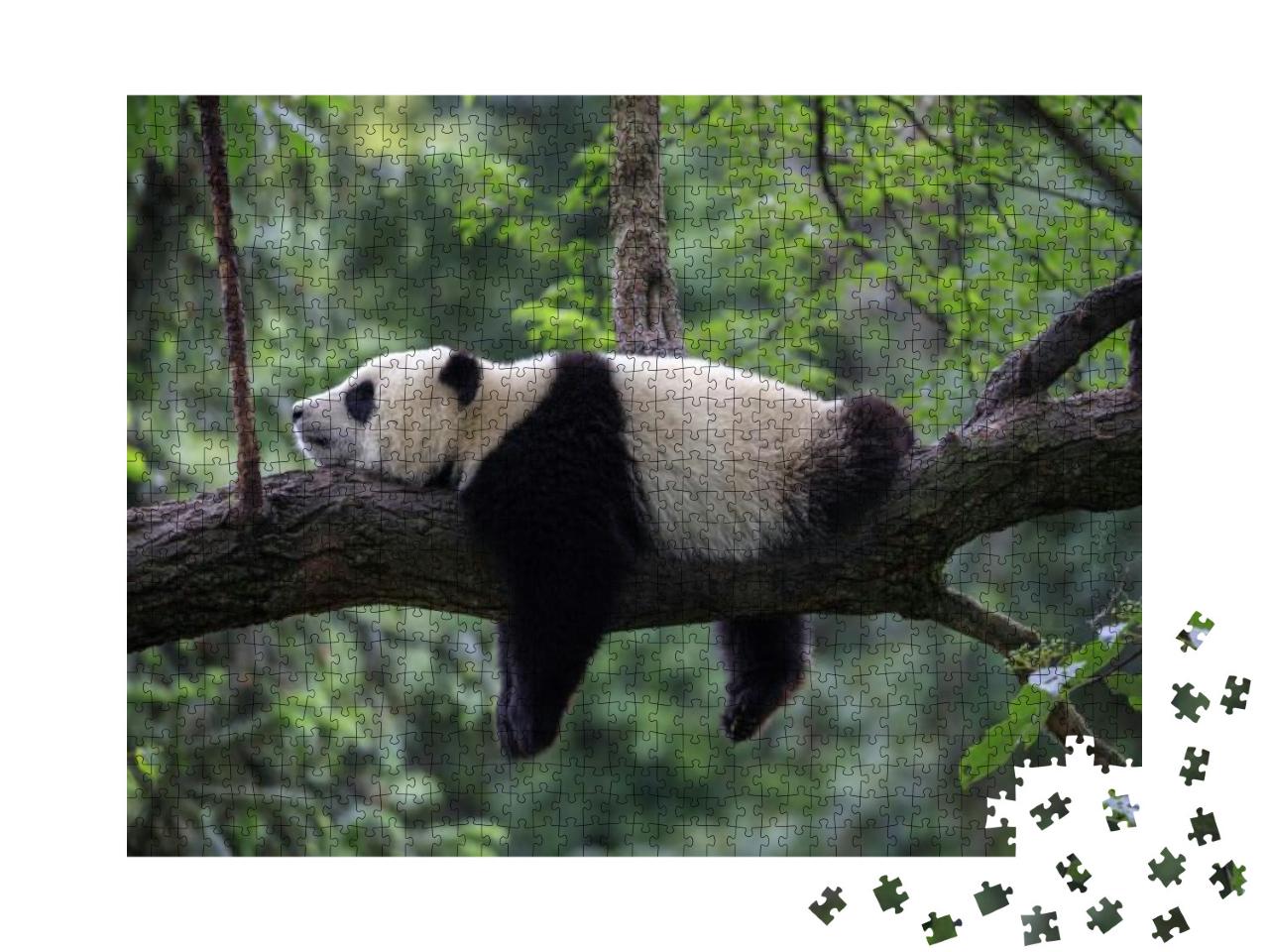 Panda Bear Sleeping on a Tree Branch, China Wildlife. Bif... Jigsaw Puzzle with 1000 pieces