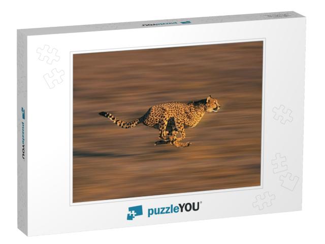 Cheetah Acinonyx Jubatus, Adult Running Through Savannah... Jigsaw Puzzle