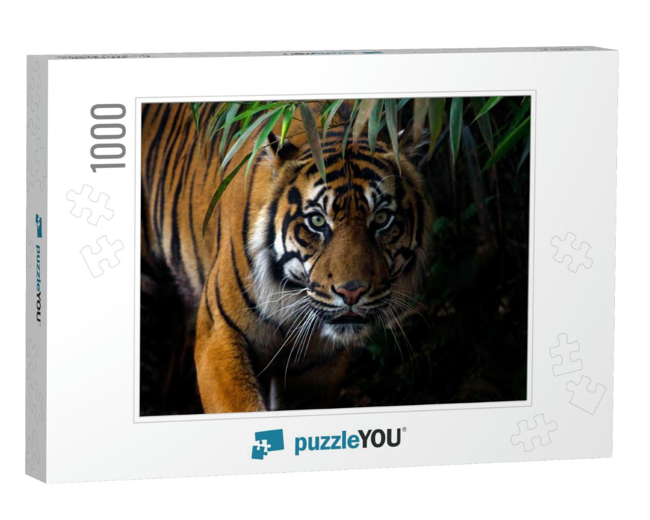Beautiful Sumatran Tiger on the Prowl... Jigsaw Puzzle with 1000 pieces