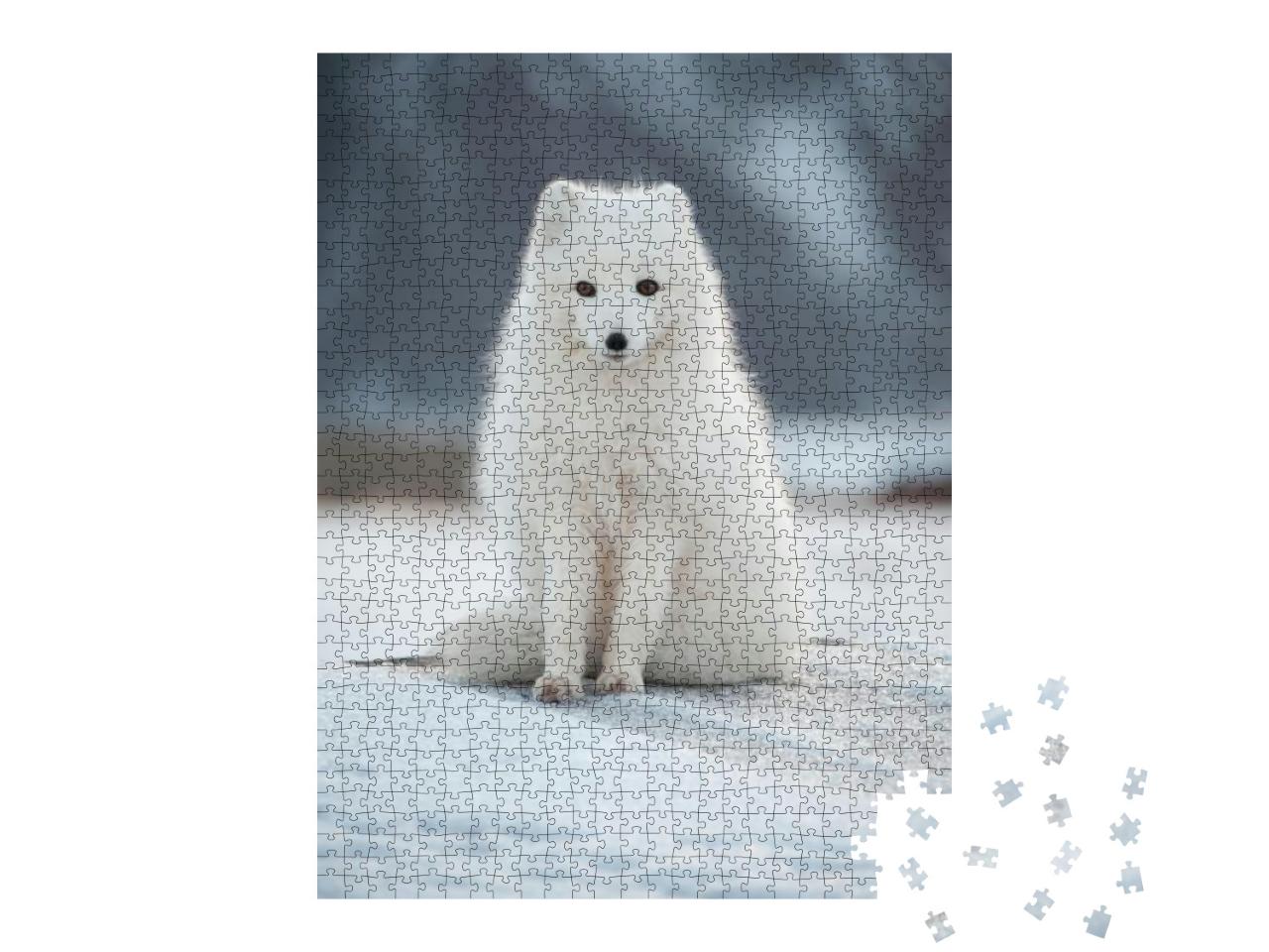 Svalbard - Renard Polaire - Arctic Fox... Jigsaw Puzzle with 1000 pieces