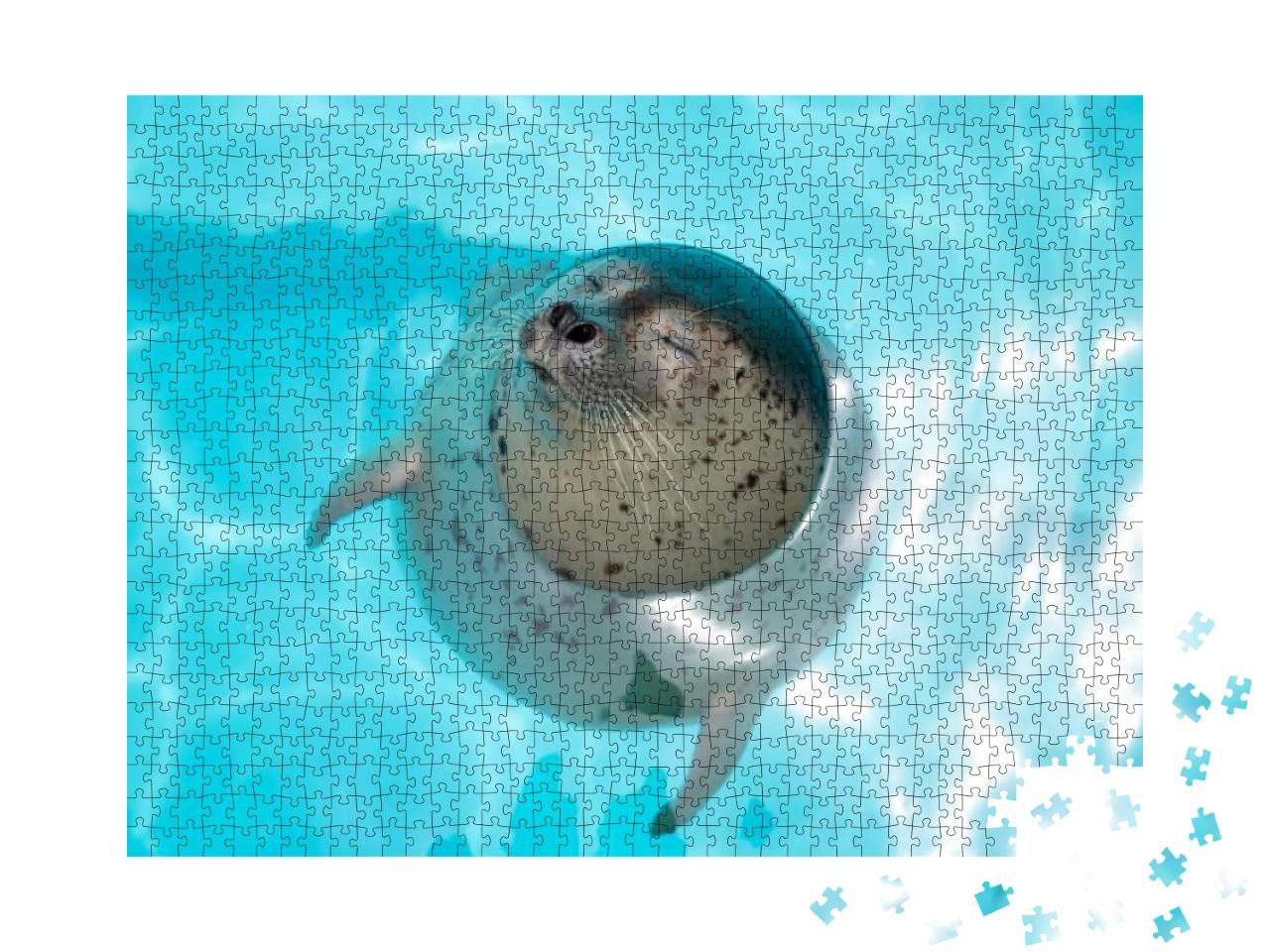 Baby Seals Born in an Aquarium in Japan... Jigsaw Puzzle with 1000 pieces