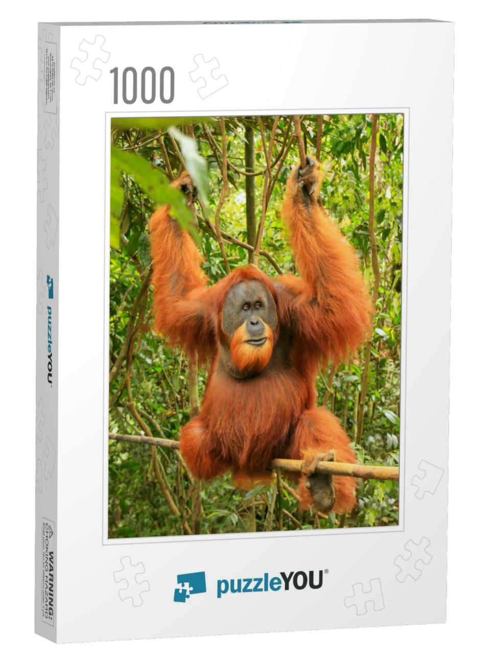 Male Sumatran Orangutan Pongo Abelii Sitting on a Bamboo... Jigsaw Puzzle with 1000 pieces