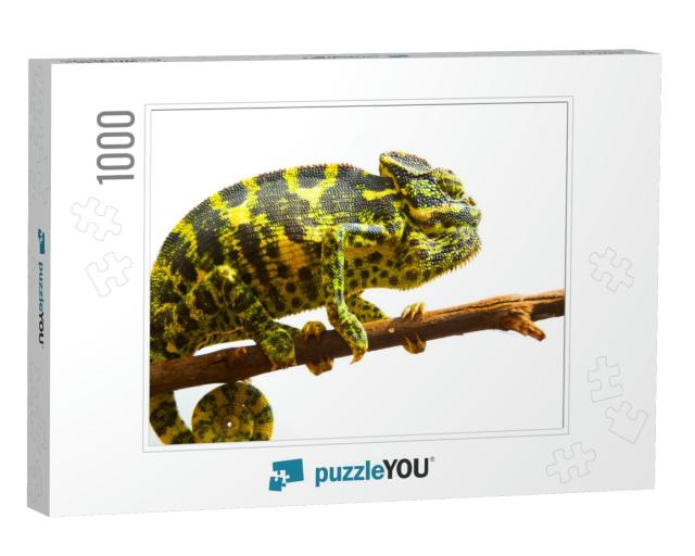 Common Chameleon... Jigsaw Puzzle with 1000 pieces