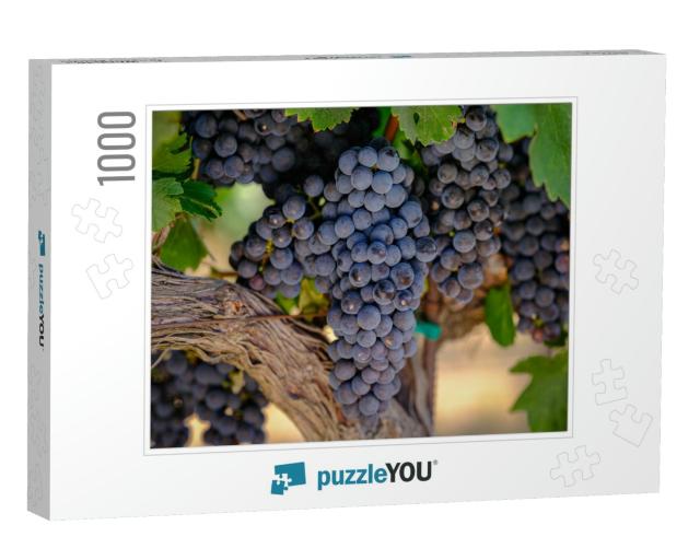 A Bunch of Red Grapes on the Vine Growing for the Wine In... Jigsaw Puzzle with 1000 pieces