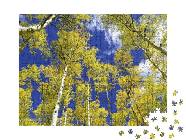 Autumn Foliage - Aspen Trees in Golden Yellow Against Blu... Jigsaw Puzzle with 1000 pieces