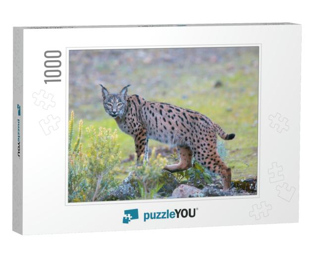 Iberian Lynx, Lynx Pardinus, Watching, Sierra Morena, And... Jigsaw Puzzle with 1000 pieces