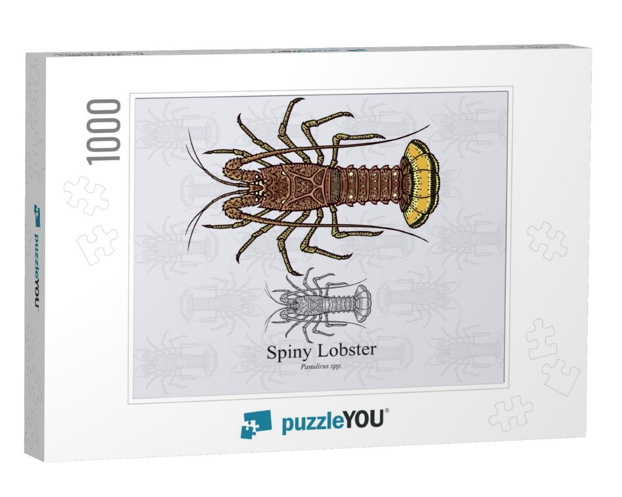Spiny Lobster. Vector Illustration with Refined De... Jigsaw Puzzle with 1000 pieces