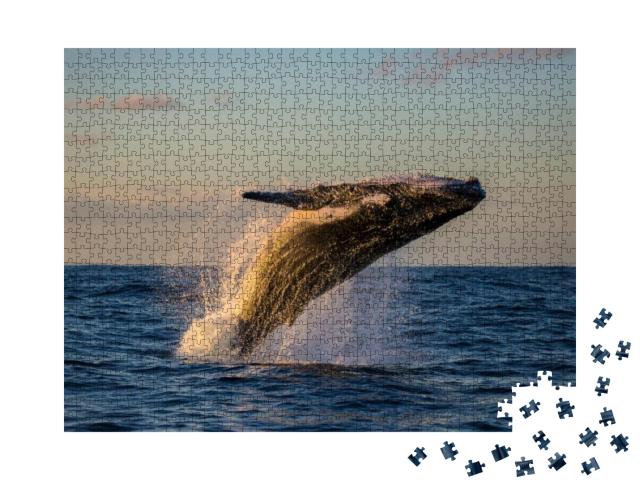 Humpback Whale Bathed in Golden Light Off Sydney Harbor D... Jigsaw Puzzle with 1000 pieces