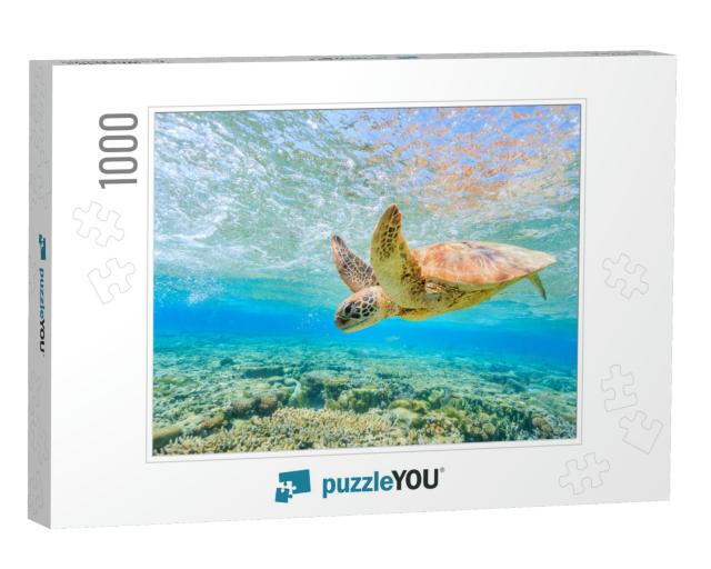 A Turtle Diving Back to the Reef in a Shallow Lagoon on L... Jigsaw Puzzle with 1000 pieces