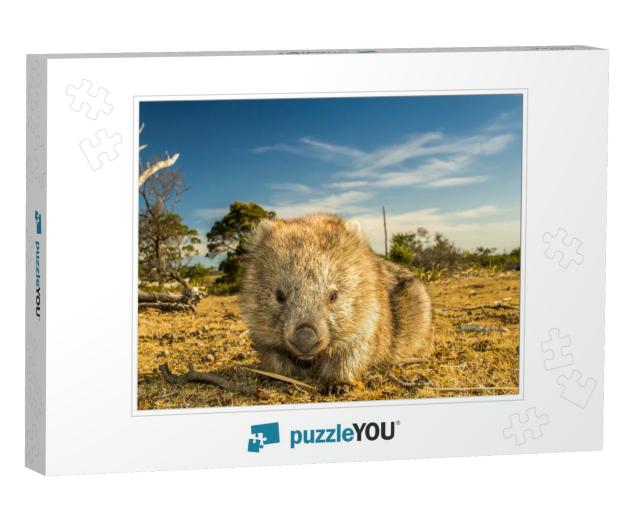 Maria Island, Tasmania, Australia- March 2019 Wombat Vomb... Jigsaw Puzzle