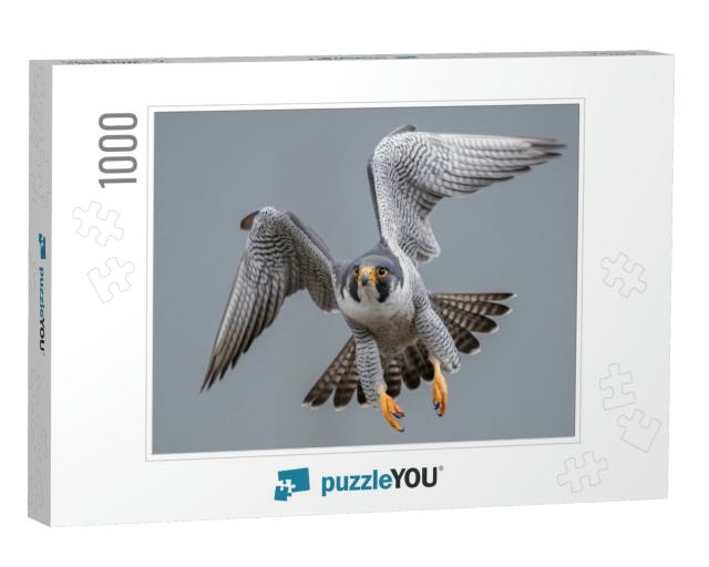 Peregrine Falcon in Flight... Jigsaw Puzzle with 1000 pieces