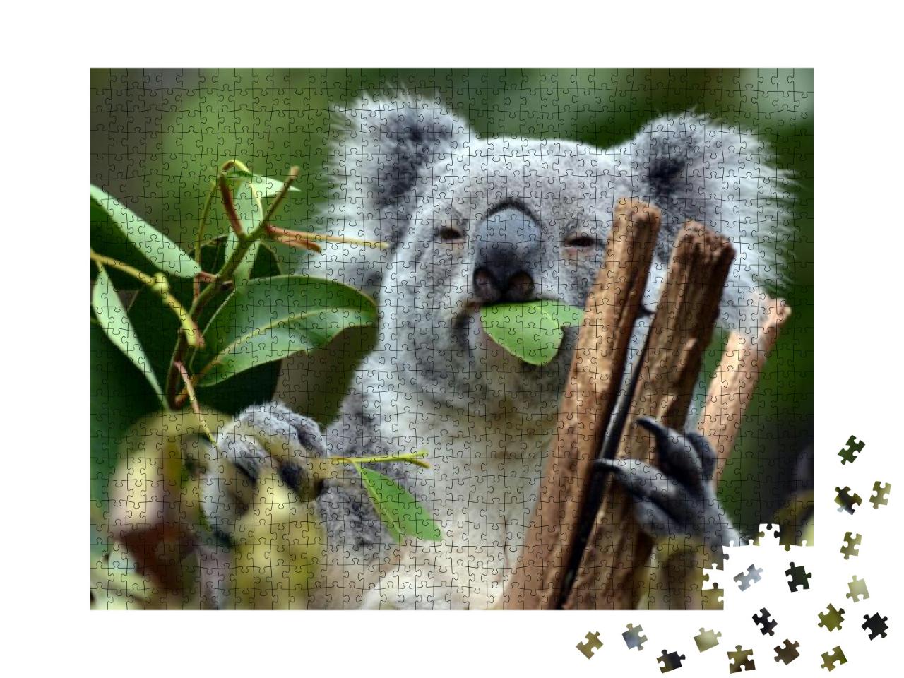 Koala At Lone Pine Koala Sanctuary Brisbane... Jigsaw Puzzle with 1000 pieces