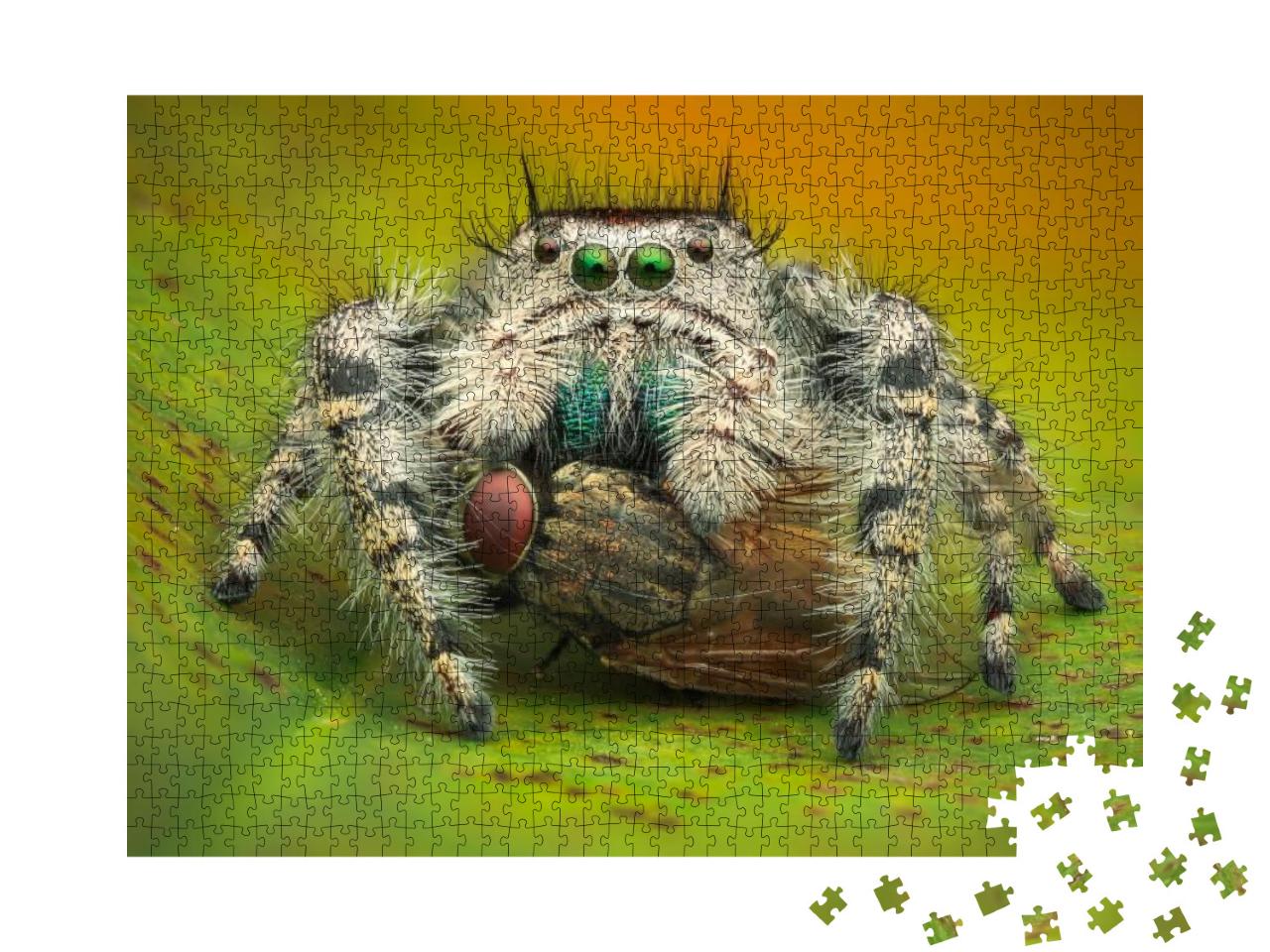 A Female Phidippus Adumbratus Eating a Housefly. Macro Cl... Jigsaw Puzzle with 1000 pieces