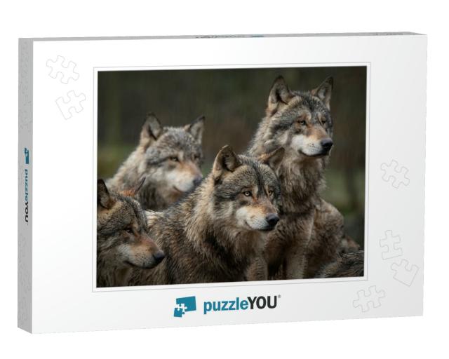 Gray Wolf Pack in Forest... Jigsaw Puzzle