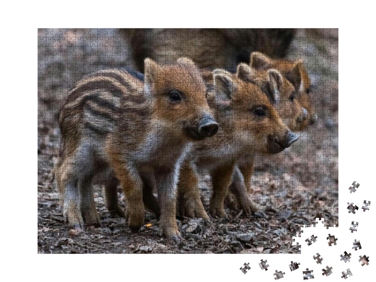 4 Cute Piglets Strung Together. Baby Pigs in Cute Posture... Jigsaw Puzzle with 1000 pieces
