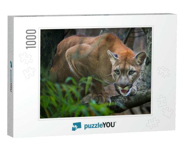 Mountain Lion Puma Prey on the Staring Twigs of the Fores... Jigsaw Puzzle with 1000 pieces