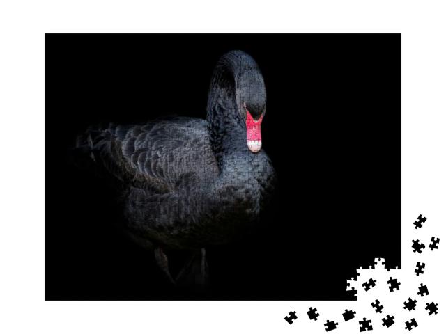 Black Swan on Black Background Cygnus Atratus. Beautiful... Jigsaw Puzzle with 1000 pieces
