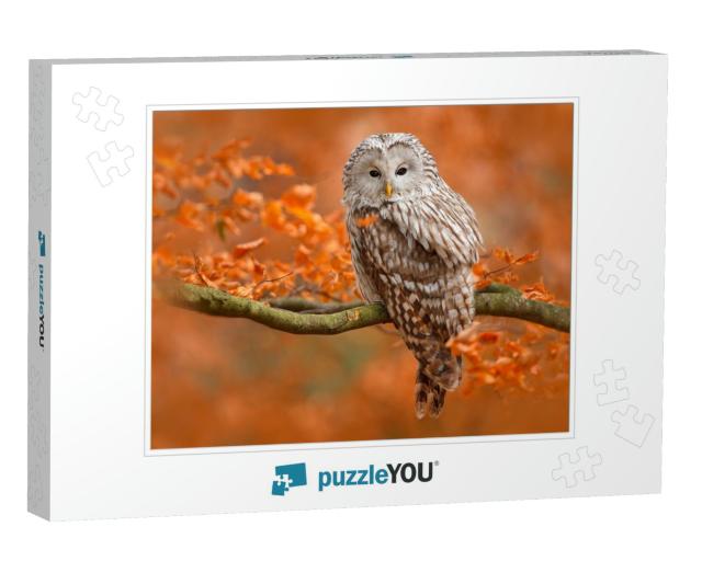 Autumn in Nature with Owl. Ural Owl, Strix Uralensis, Sit... Jigsaw Puzzle