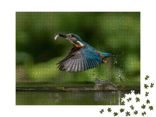 Common European Kingfisher Alcedo Atthis. Kingfisher Flyi... Jigsaw Puzzle with 1000 pieces