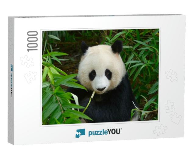Hungry Giant Panda Bear Eating Bamboo At Chengdu, China... Jigsaw Puzzle with 1000 pieces
