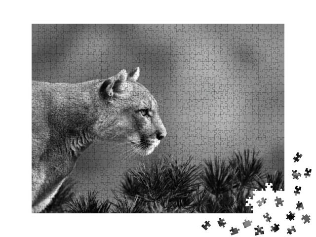 Portrait of Beautiful Puma. Cougar, Mountain Lion, Puma... Jigsaw Puzzle with 1000 pieces