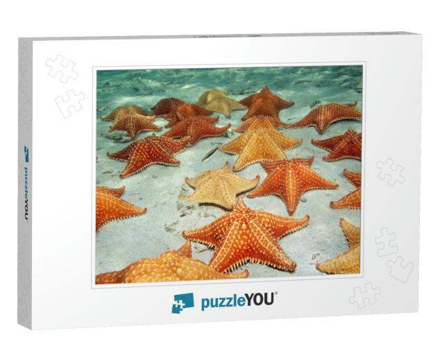 Many Cushion Starfish Underwater on a Sandy Ocean Floor... Jigsaw Puzzle