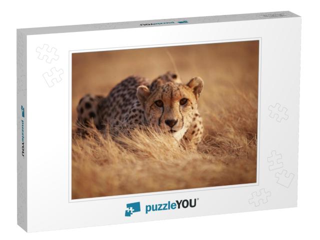 Cheetah... Jigsaw Puzzle