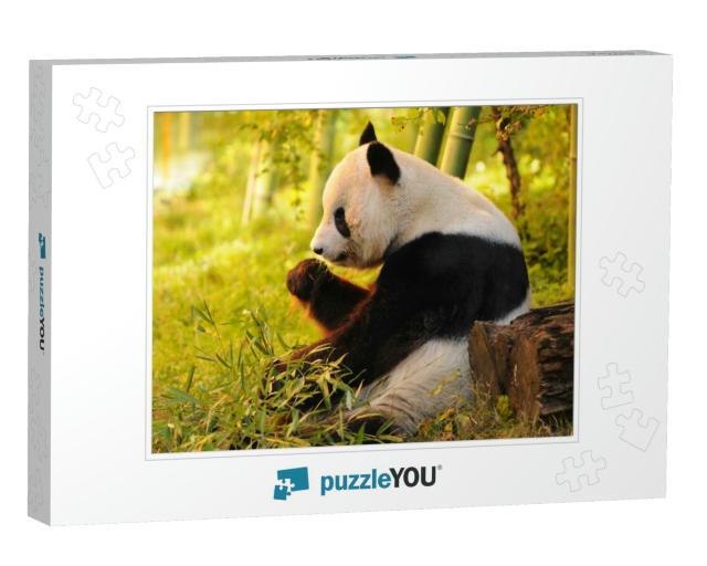 Big Panda Sitting on the Forest Floor Eating Bamboo... Jigsaw Puzzle