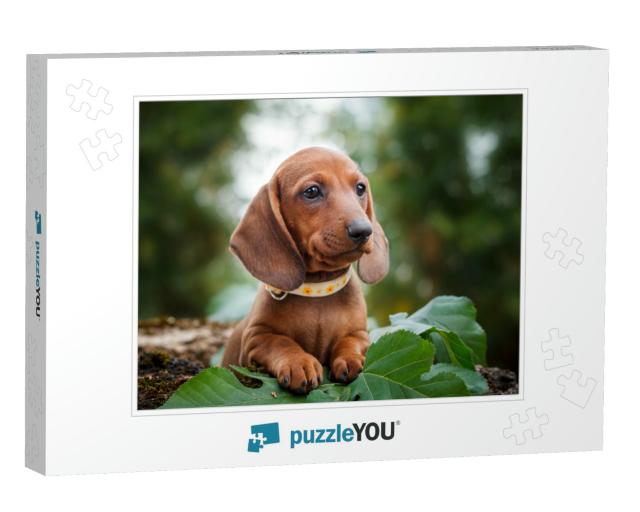 Cute Dachshunds Puppy with Nature Background... Jigsaw Puzzle