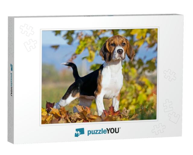 Portrait of Nice Beagle... Jigsaw Puzzle