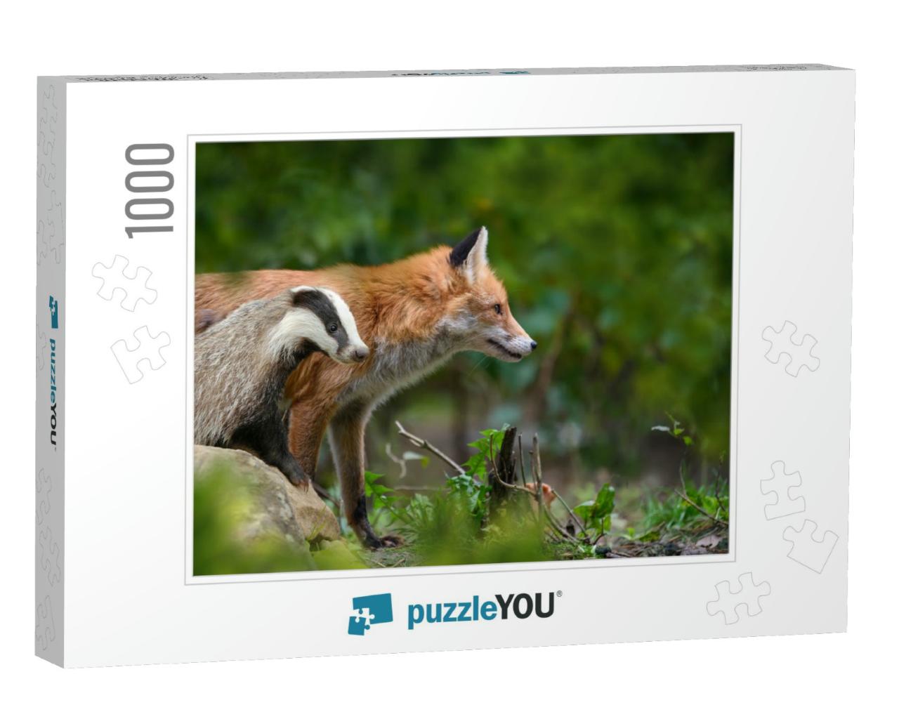 Red Fox, Vulpes Vulpes & Badger, Beautiful Animal on Gree... Jigsaw Puzzle with 1000 pieces