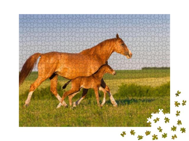Mare Run with Colt in Beautiful Field At Sunrise... Jigsaw Puzzle with 1000 pieces