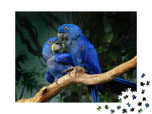 Pair of Blue Hyacinth Macaw Anodorhynchus Hyacinthinus Pe... Jigsaw Puzzle with 1000 pieces
