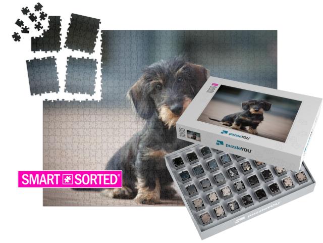 Cute & Shy Wire-Haired Miniature Dachshund Puppy Posing f... | SMART SORTED® | Jigsaw Puzzle with 1000 pieces