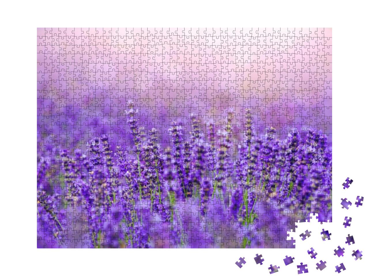 Sunset Over a Violet Lavender Field in Provence, Hokkaido... Jigsaw Puzzle with 1000 pieces