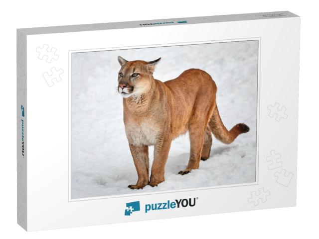 Puma in the Woods, Single Cat on Snow, Wildlife America... Jigsaw Puzzle