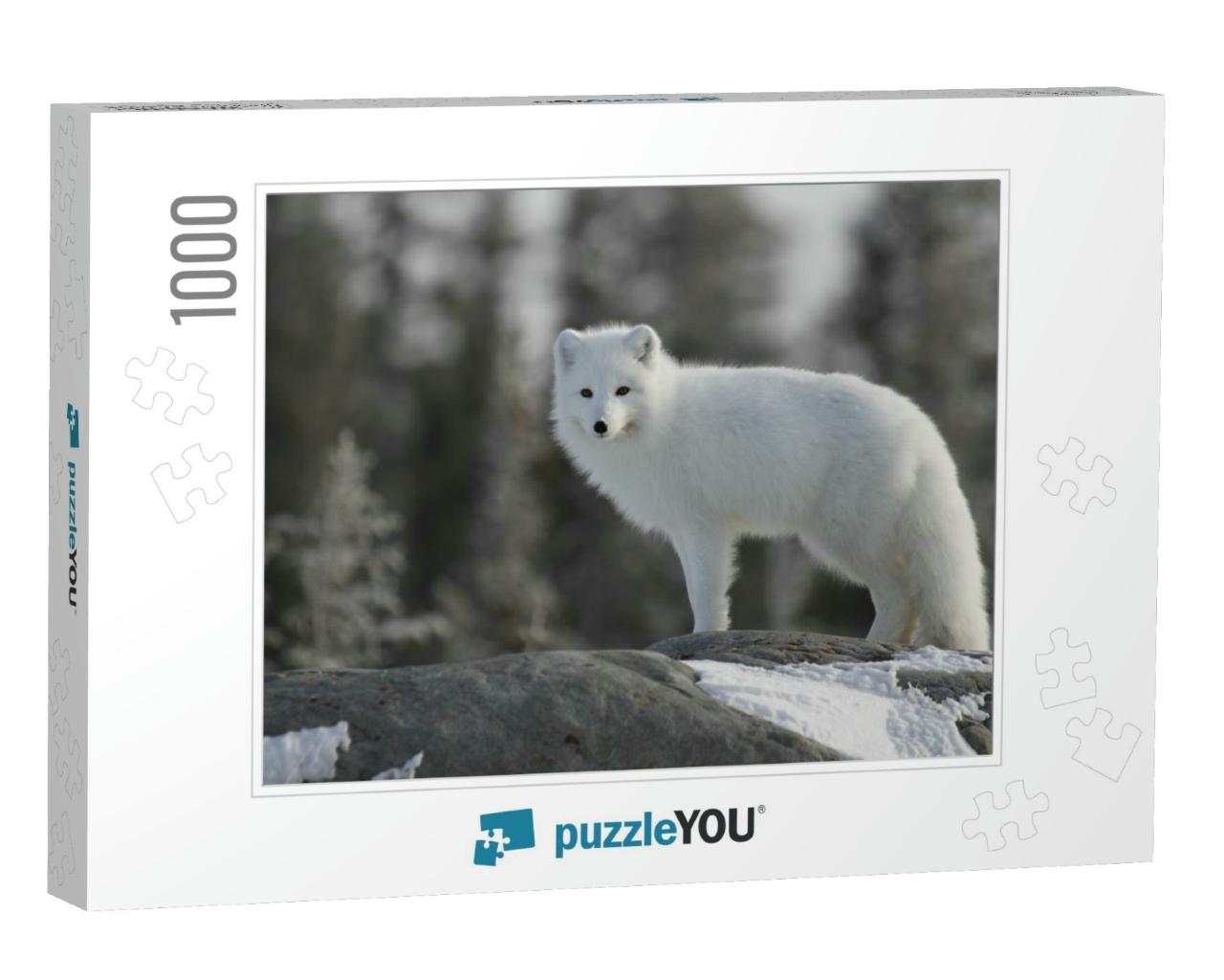 Arctic Fox Vulpes Lagopus in White Winter Coat on the Can... Jigsaw Puzzle with 1000 pieces