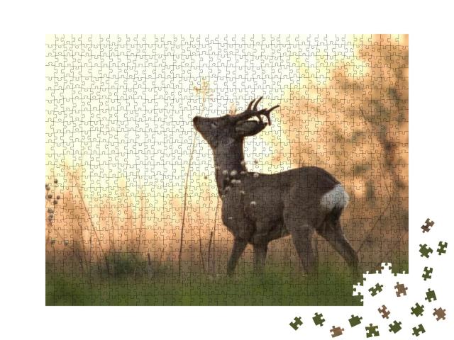Roe Deer in Different Situations... Jigsaw Puzzle with 1000 pieces