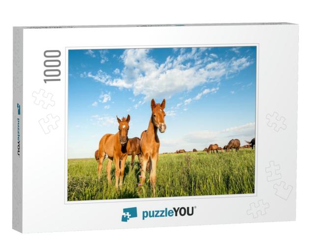 A Couple of Foals in the Meadow. Horse Foal on Pasture. a... Jigsaw Puzzle with 1000 pieces