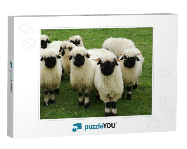 A Herd of White Sheep with a Black Beak, Nose & Ears. Wal... Jigsaw Puzzle