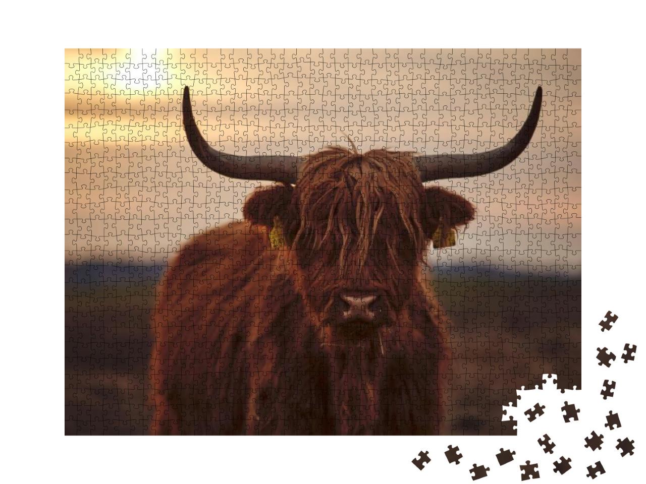 Young Scottish Highland Beef Cattle Closeup... Jigsaw Puzzle with 1000 pieces