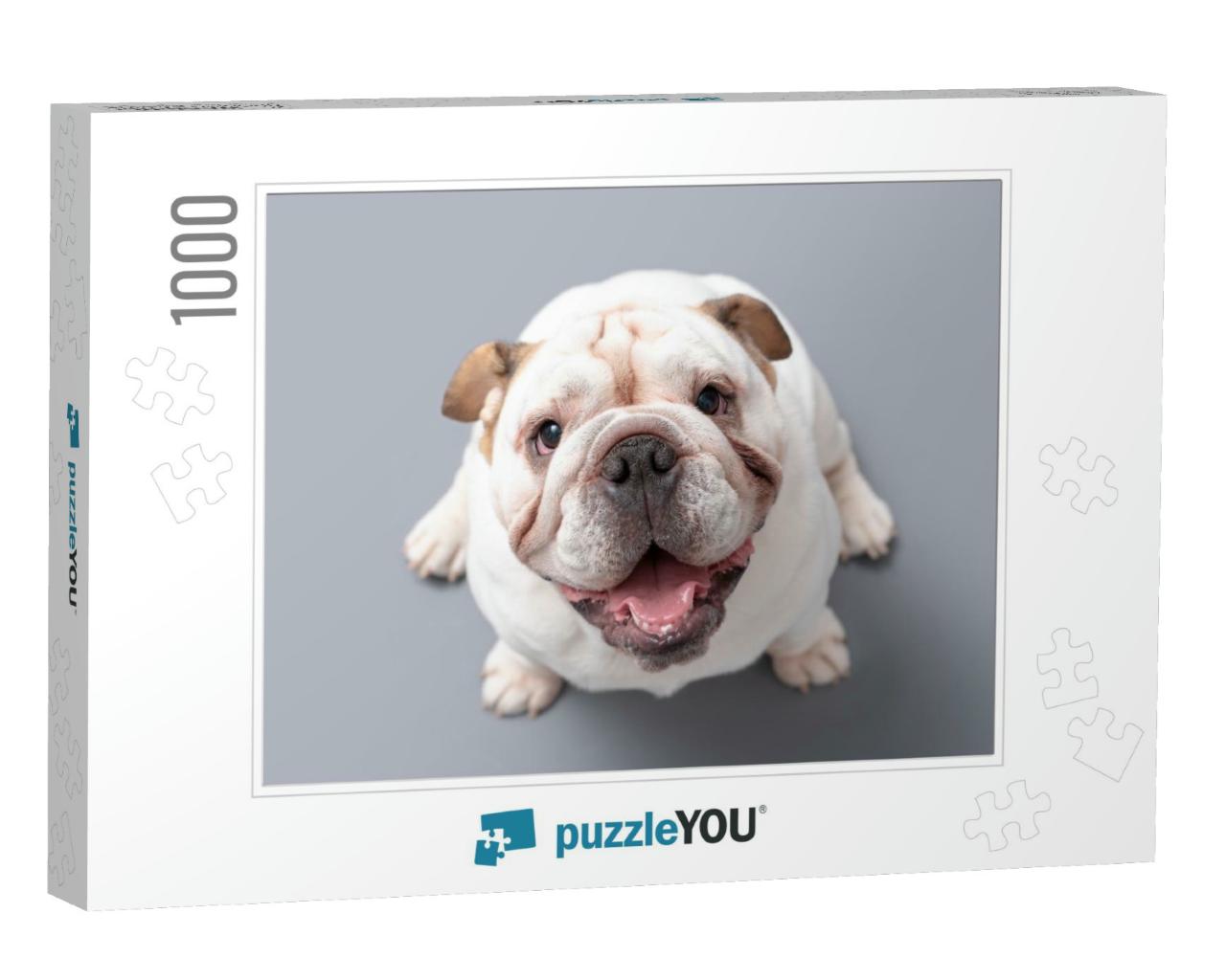 British Bulldog Puppy Looking Up Isolated Against a Grey... Jigsaw Puzzle with 1000 pieces