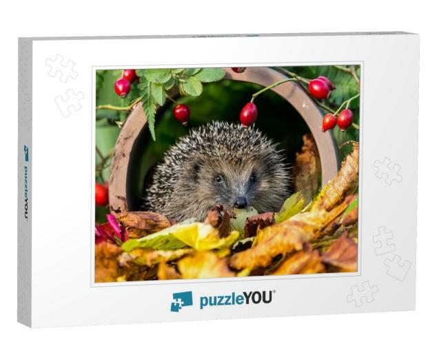 Hedgehog in Golden Autumn Leaves Surrounded by Red Rosehi... Jigsaw Puzzle