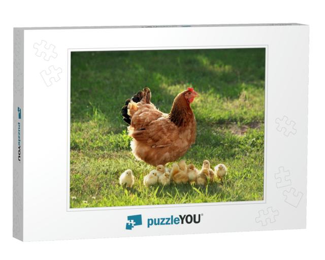 Mother Hen with Chickens in a Rural Yard. Chickens in a G... Jigsaw Puzzle